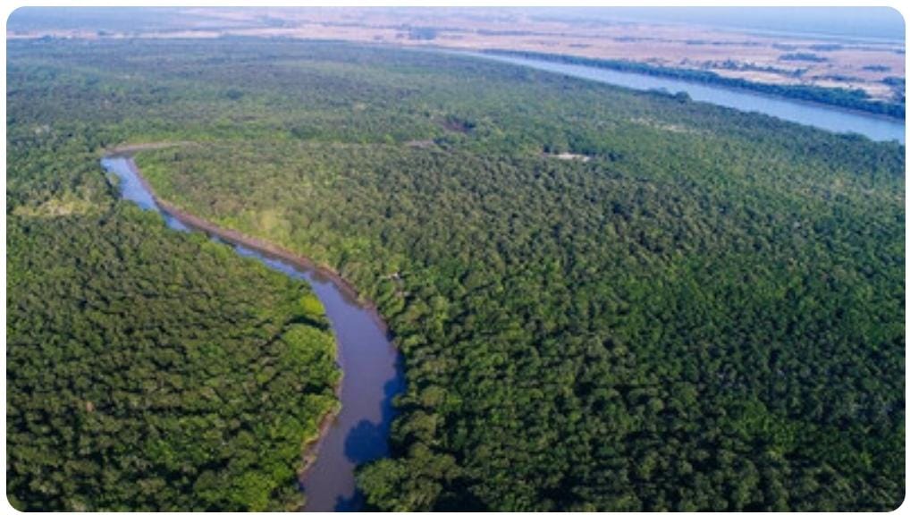 ହେନ୍ତାଳ ବଣ ପାଇଁ କମିଲା ବାତ୍ୟା କ୍ଷୟକ୍ଷତି: