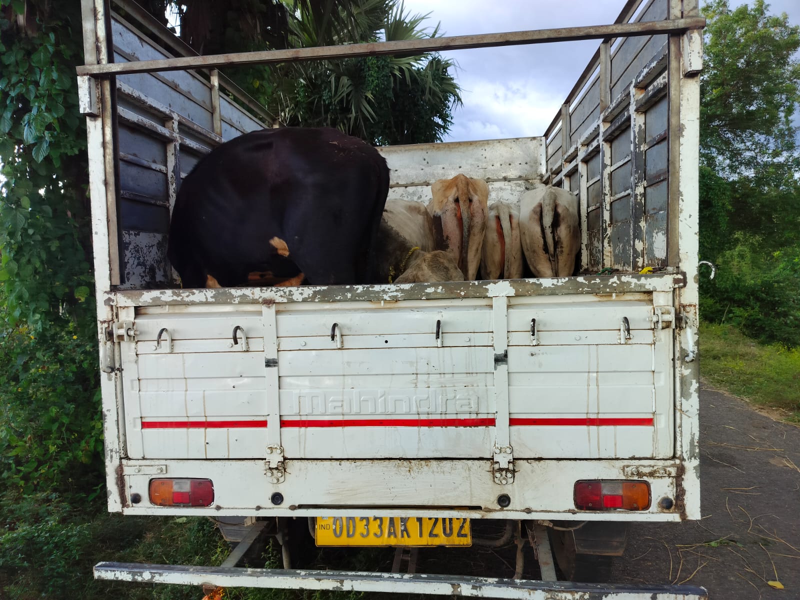 ଜିଲୁଣ୍ଡି ଠାରେ ବେନିୟମ ଗୋ ଚାଲାଣକାରୀକୁ ଅଟକ,୧୧ ଗାଈ ଉଦ୍ଧାର,ଜଣେ ଗିରଫ