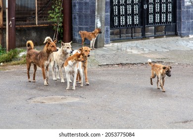 ବୁଲା କୁକୁର ଗଣିବାକୁ ପାଇଁ ୫ ଲକ୍ଷ ଖର୍ଚ୍ଚ.