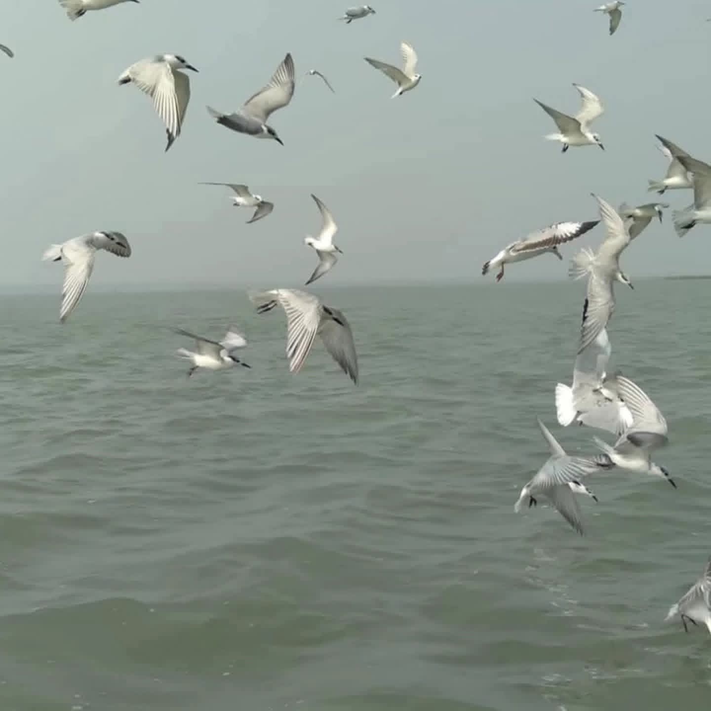 ଚିଲିକାରେ ପହଞ୍ଚିଲେ ବିଦେଶାଗତ ପକ୍ଷୀ।