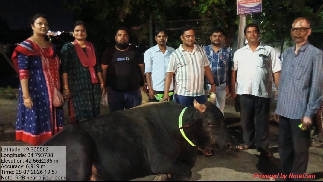 ଦୁର୍ଘଟଣା ରୋକିବାକୁ ବୁଲା ପଶୁଙ୍କ ବେକରେ ରେଡିୟମ ବେଲ୍ଟ