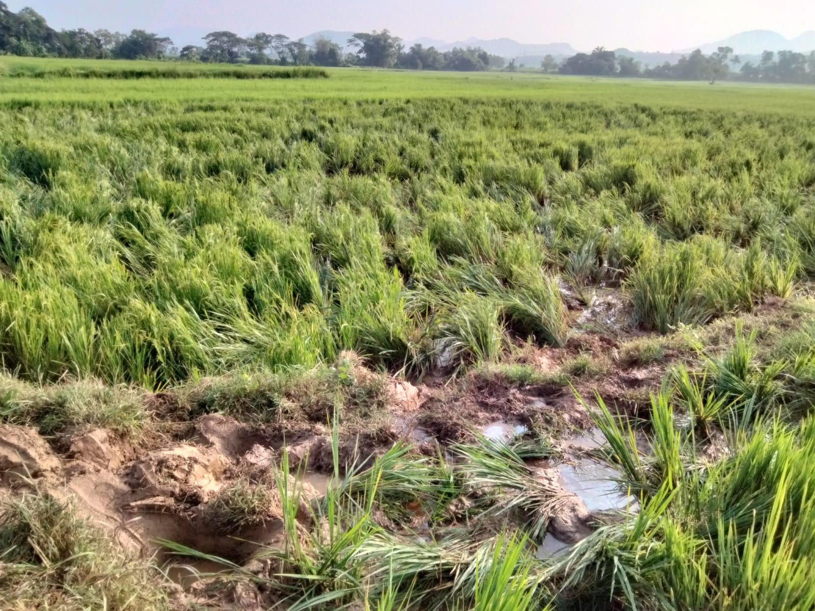 କେଶରପୁରରେ ହାତୀ ଉପଦ୍ରବ :ବ୍ୟାପକ ଧାନ ଫସଲ ନଷ୍ଟ ।